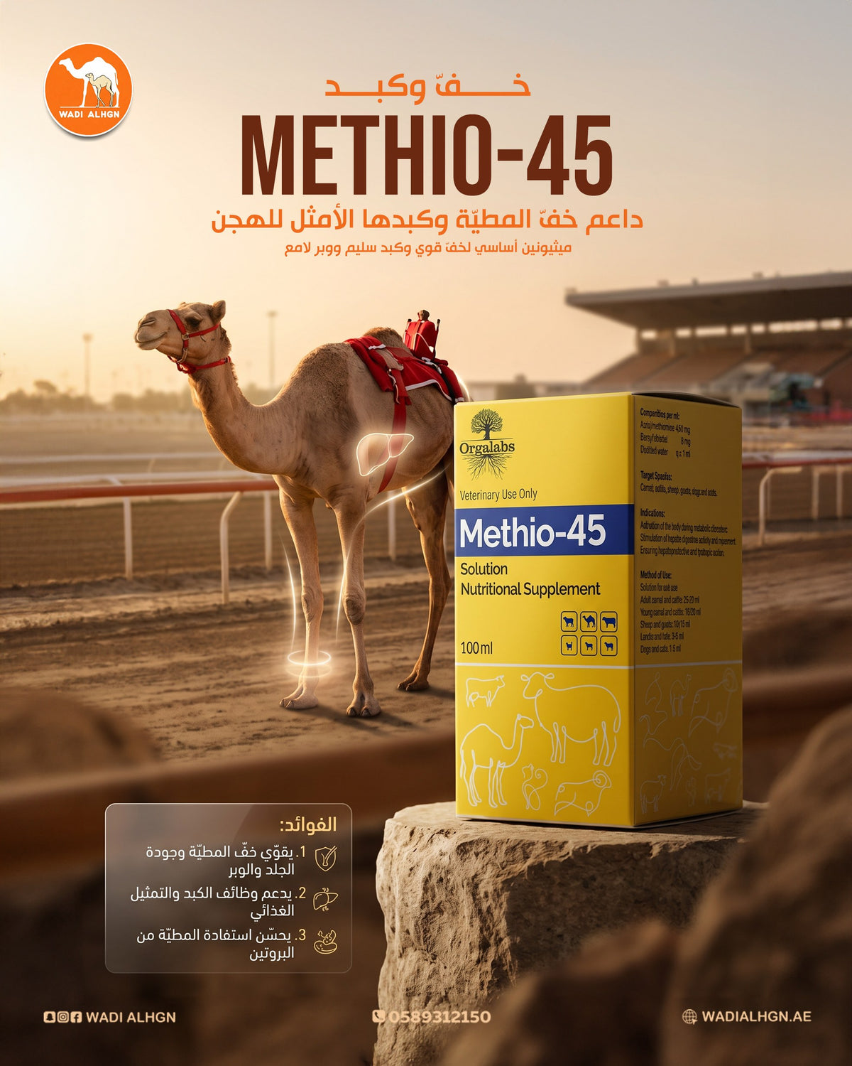 Camel care tips &amp; insights