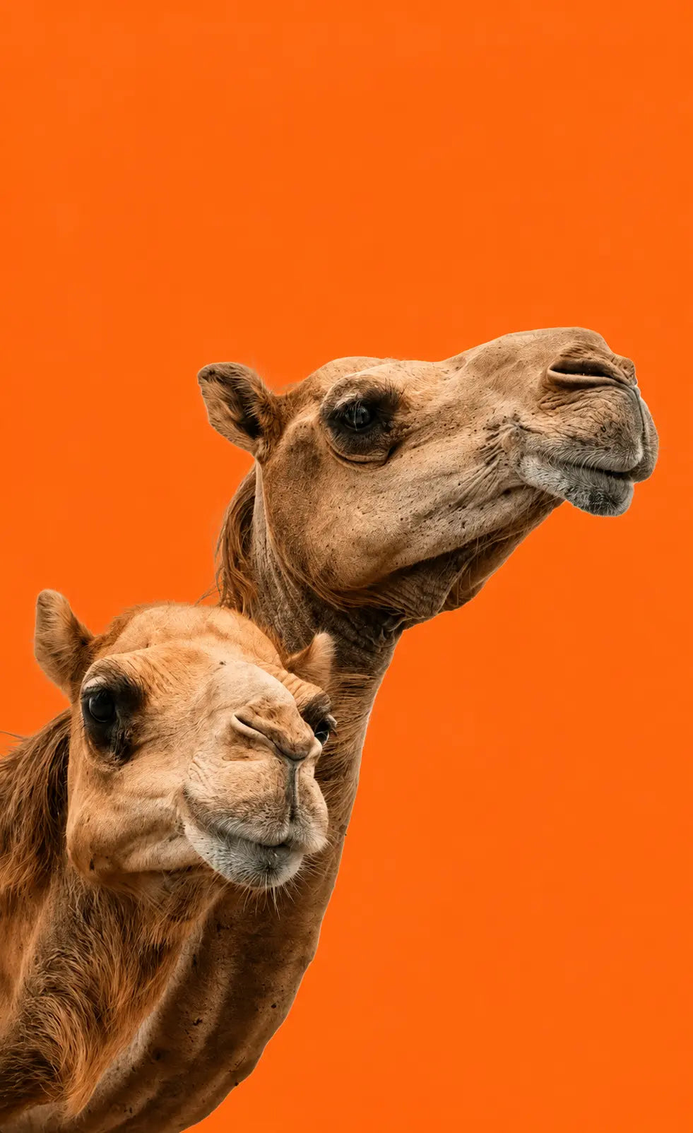 We select the world's leading veterinary brands