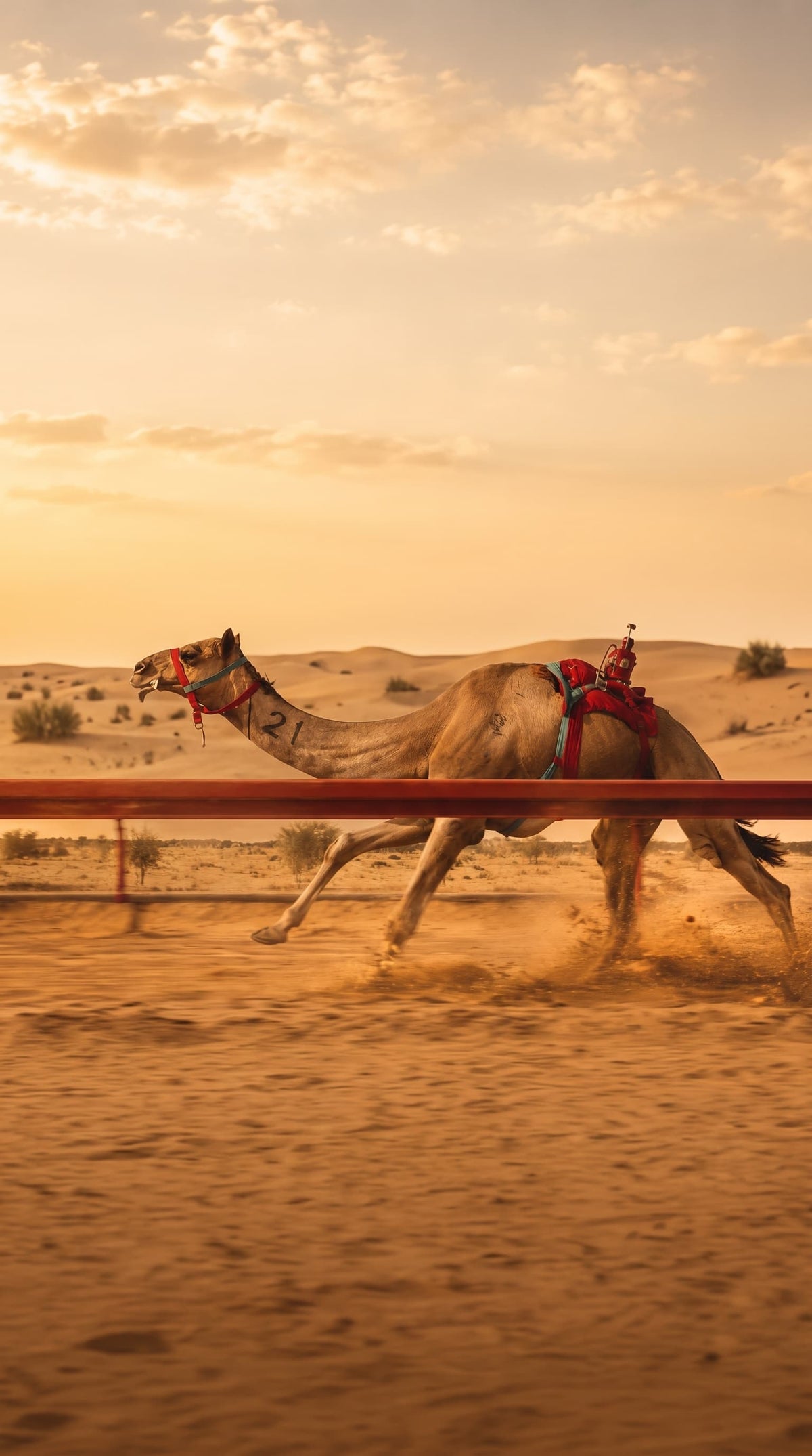 Trusted by Camel Owners