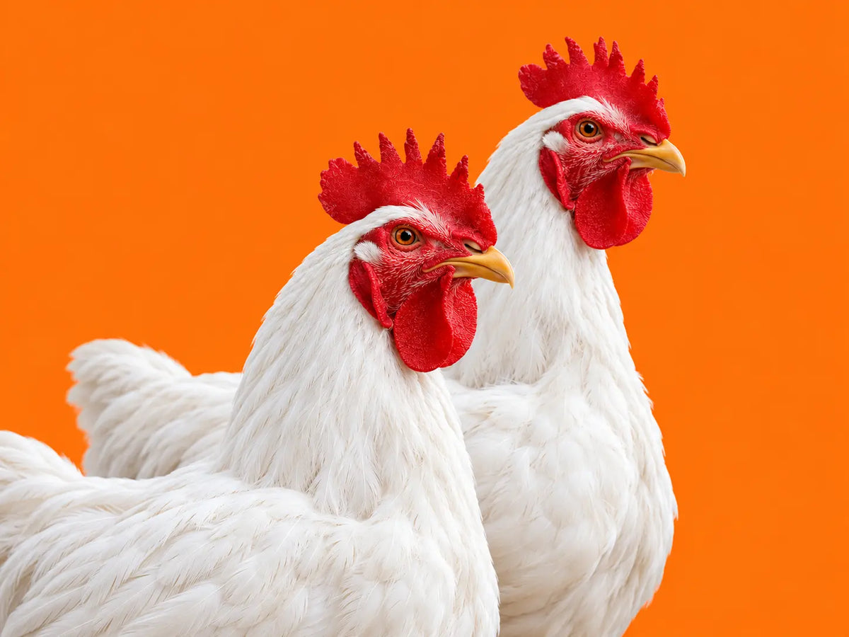 Poultry Products