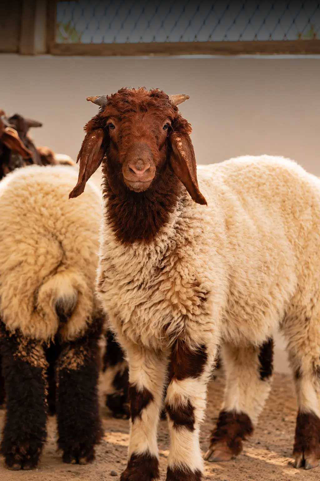 Complete Care for Your Livestock