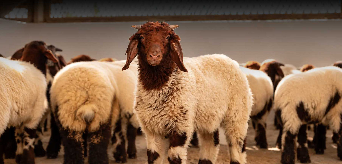 Complete Care for Your Livestock
