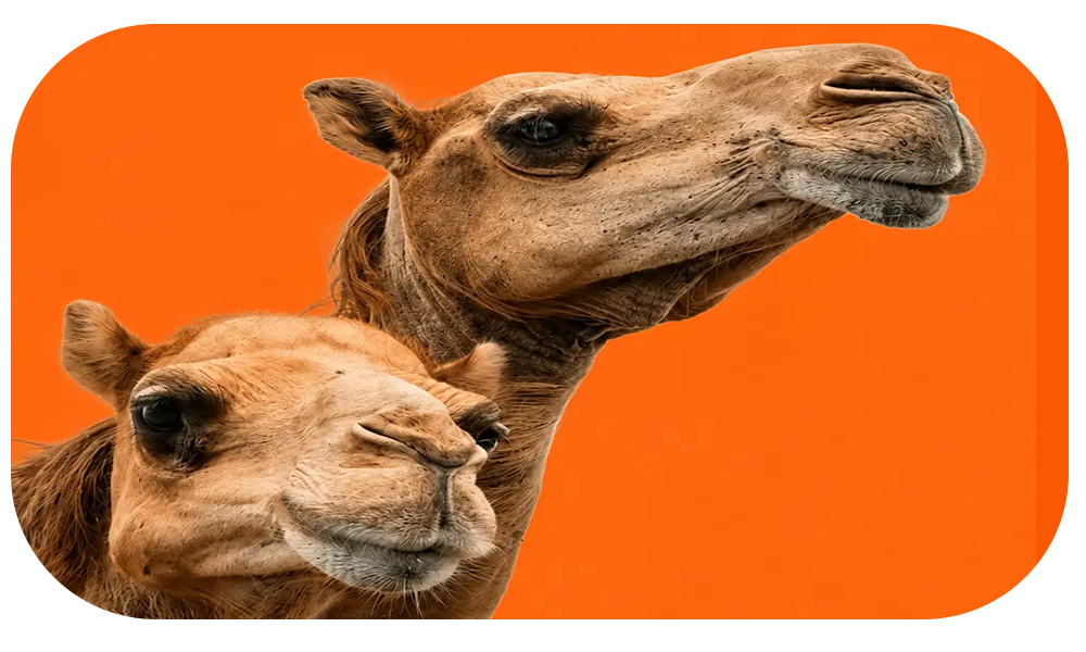 Camel Products