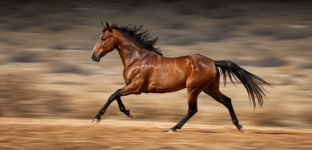 Complete Care for Every Horse