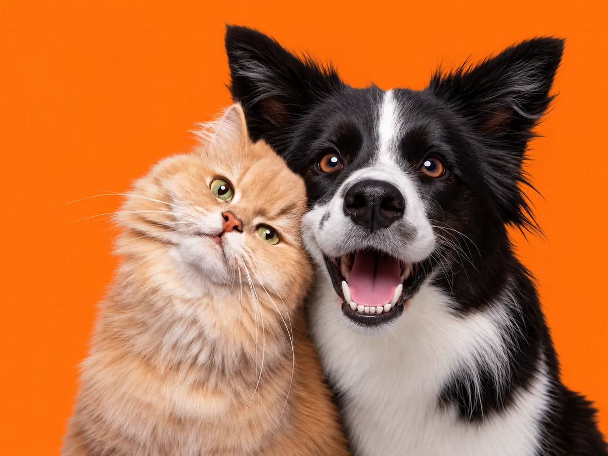Pets Products