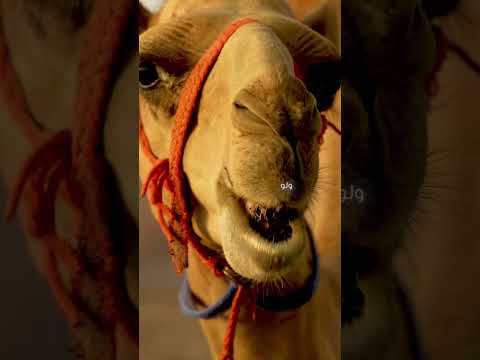 Load video: Brit AD3E Vitamins A·D3·E — صورة المنتج