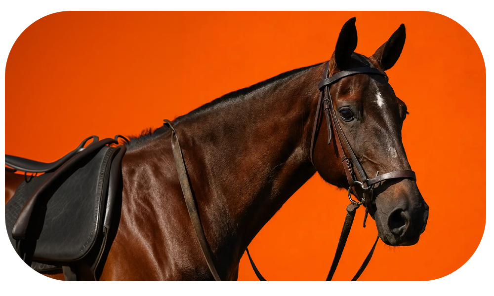 Horse Products